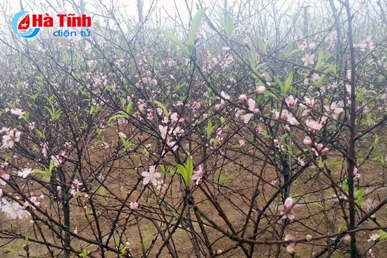 dao no tung bung nguoi trong nhu ngoi tren lua