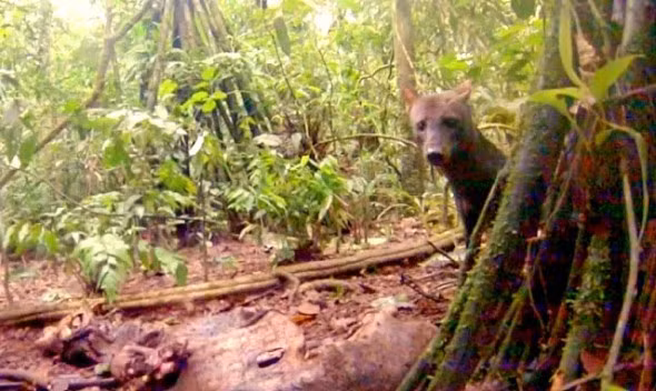 an tuong voi nhung buc anh hiem ve rung ram amazon