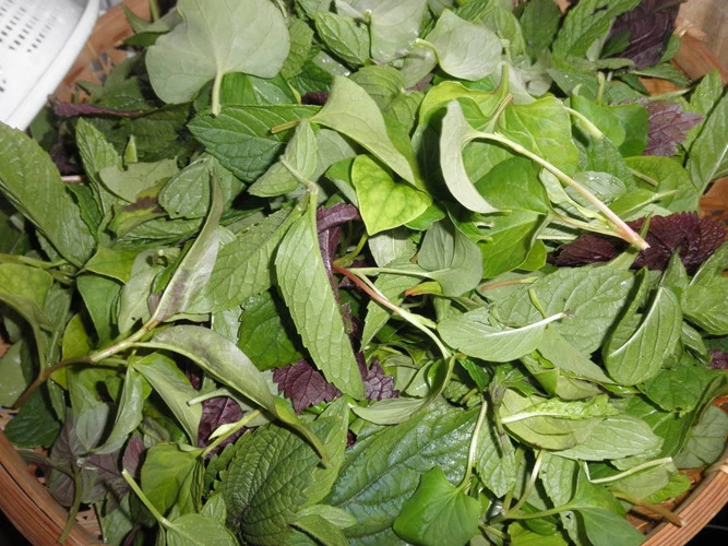 rau diep ca lam dep da va chua nhieu benh