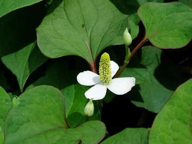 rau diep ca lam dep da va chua nhieu benh