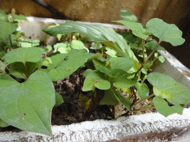 rau diep ca lam dep da va chua nhieu benh