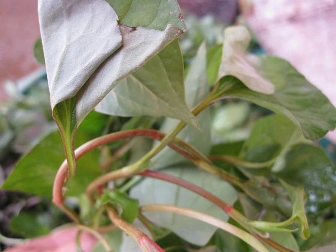 rau diep ca lam dep da va chua nhieu benh