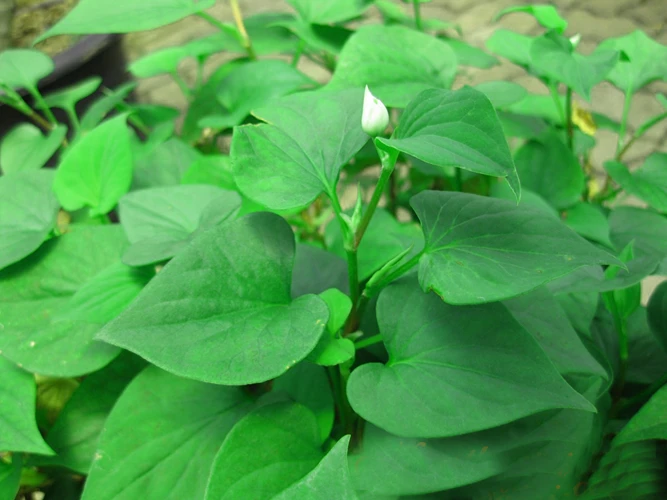 rau diep ca lam dep da va chua nhieu benh