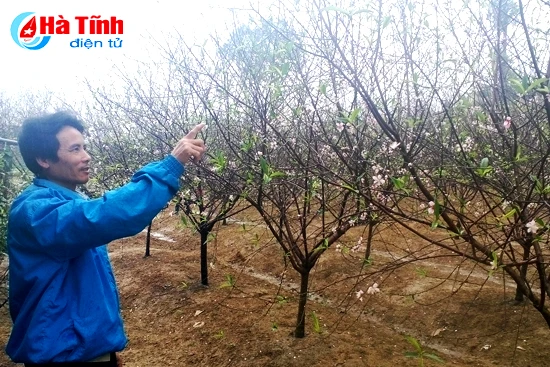 dao no tung bung nguoi trong nhu ngoi tren lua