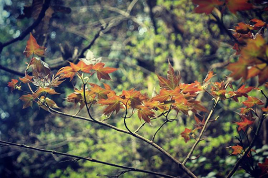 6 vung la phong tuyet dep khap ca nuoc