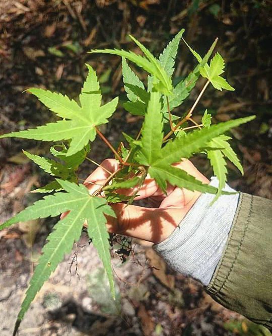 6 vung la phong tuyet dep khap ca nuoc