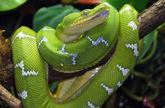 an tuong voi nhung buc anh hiem ve rung ram amazon