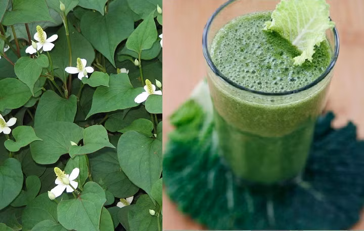 rau diep ca lam dep da va chua nhieu benh