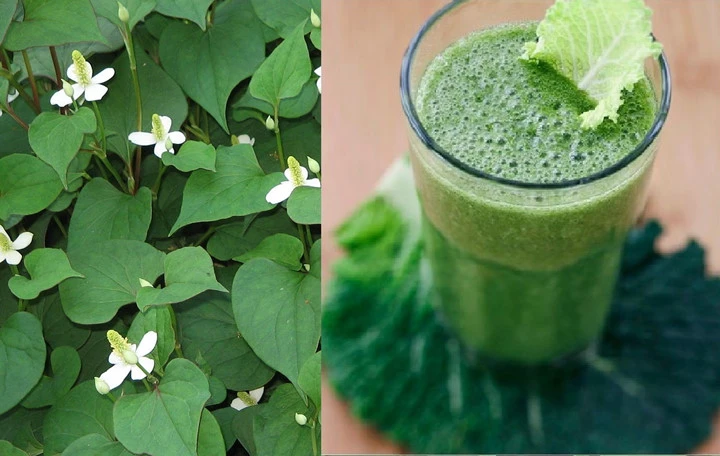 rau diep ca lam dep da va chua nhieu benh