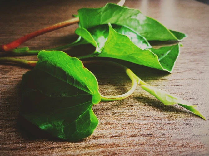 rau diep ca lam dep da va chua nhieu benh