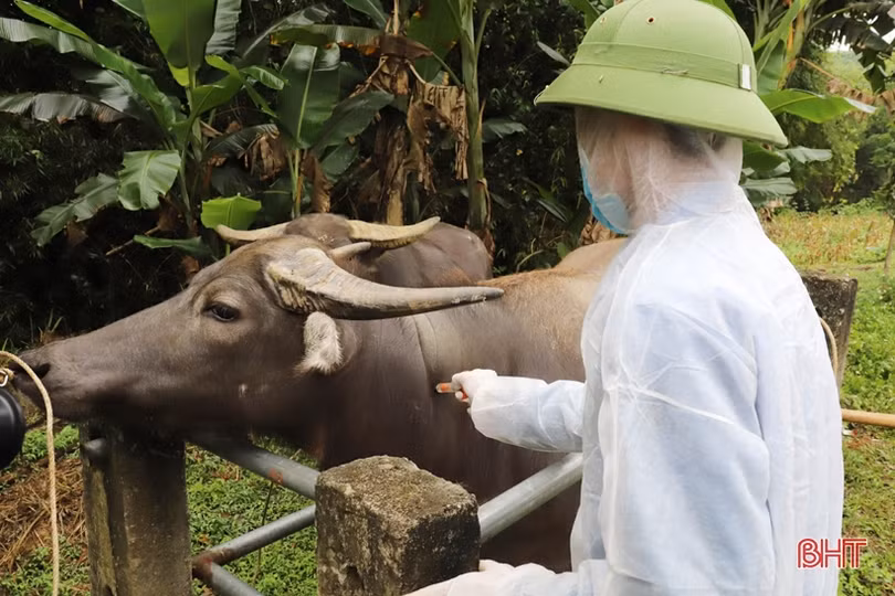Các địa phương ở Hà Tĩnh tăng cường tiêm phòng đợt 1 cho đàn gia súc, gia cầm