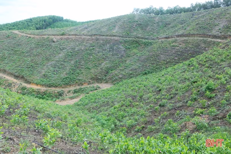 Nông dân Vũ Quang ổn định cuộc sống nhờ trồng rừng