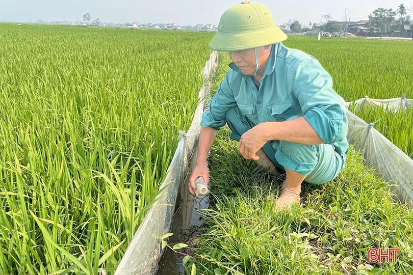 Nông dân Hà Tĩnh đau đầu xử lý nạn chuột cắn phá lúa xuân