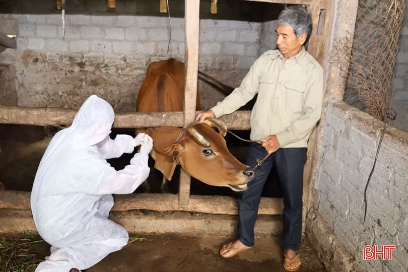 Các địa phương ở Hà Tĩnh tăng cường tiêm phòng đợt 1 cho đàn gia súc, gia cầm