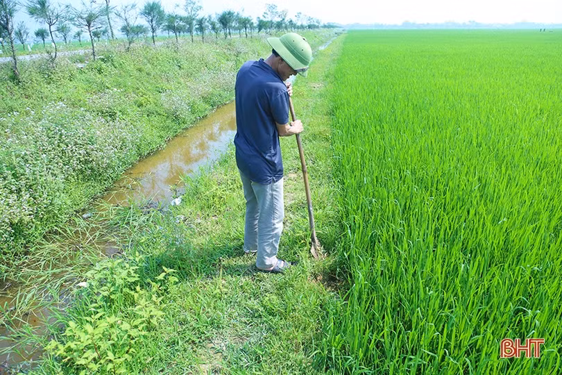 Nông dân Hà Tĩnh đau đầu xử lý nạn chuột cắn phá lúa xuân