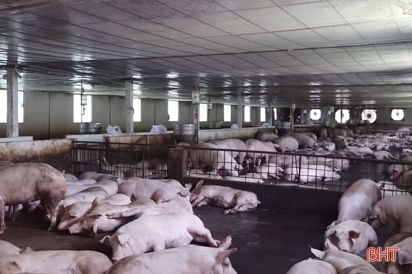 “Lợi ích kép” từ chăn nuôi trang trại ở Vũ Quang