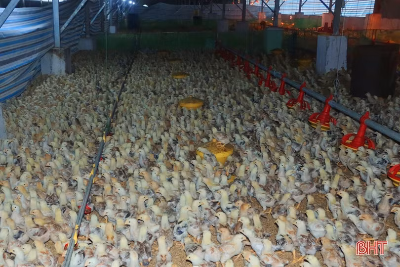 “Lợi ích kép” từ chăn nuôi trang trại ở Vũ Quang