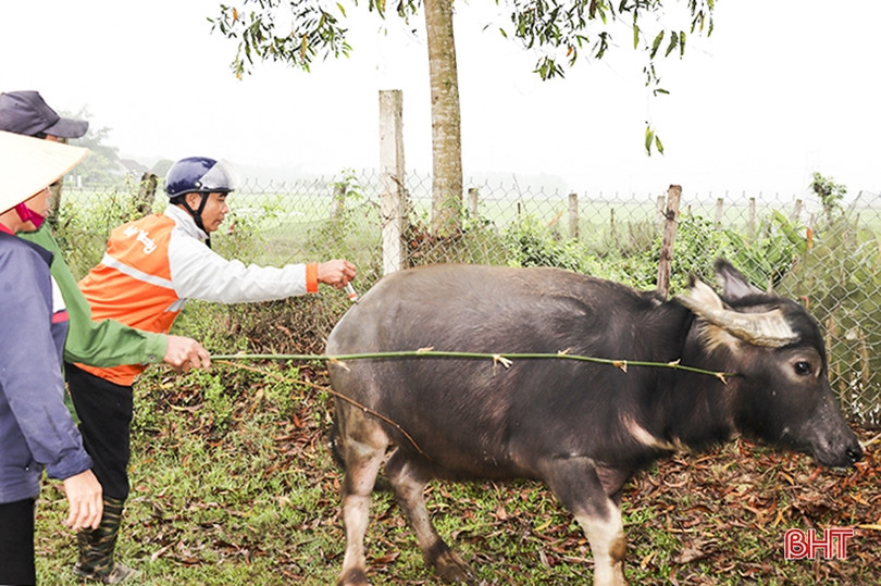 Các địa phương ở Hà Tĩnh tăng cường tiêm phòng đợt 1 cho đàn gia súc, gia cầm