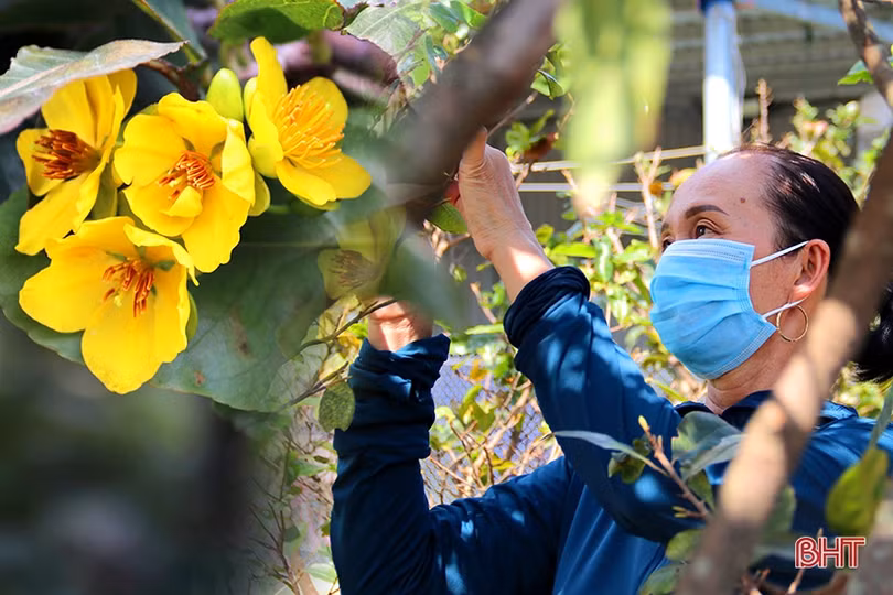 Tạo lập chỉ dẫn địa lý cho cây mai vàng Kỳ Nam