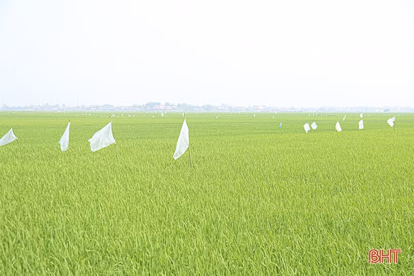 Nông dân Hà Tĩnh đau đầu xử lý nạn chuột cắn phá lúa xuân