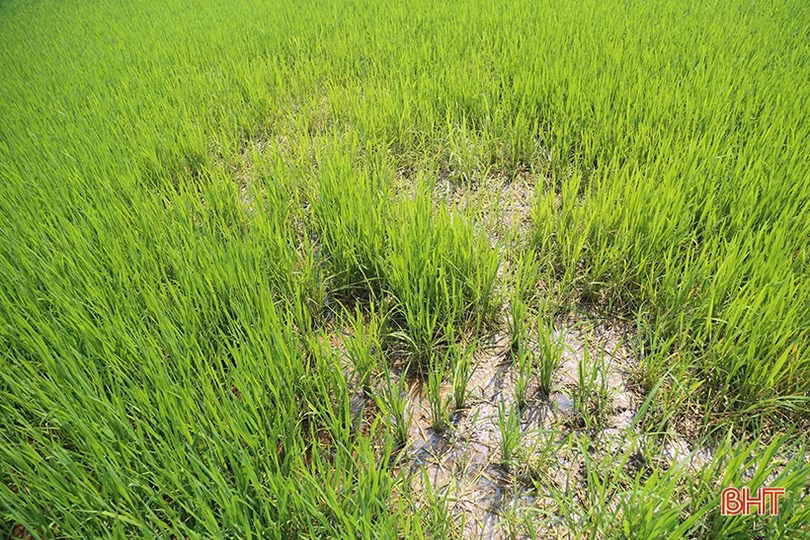 Nông dân Hà Tĩnh đau đầu xử lý nạn chuột cắn phá lúa xuân