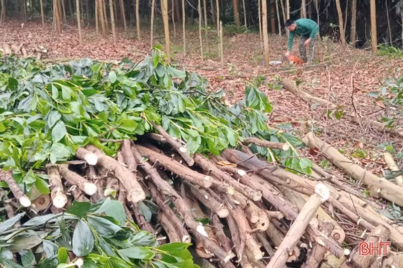 Nông dân Vũ Quang ổn định cuộc sống nhờ trồng rừng