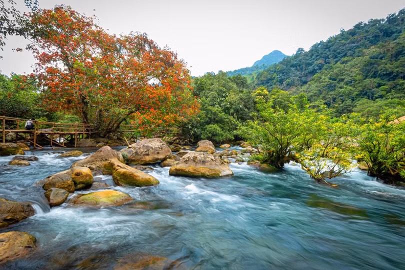 Hoa Vàng Anh khoe sắc giữa rừng di sản