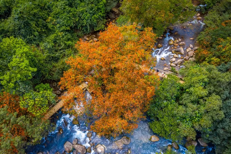 Hoa Vàng Anh khoe sắc giữa rừng di sản