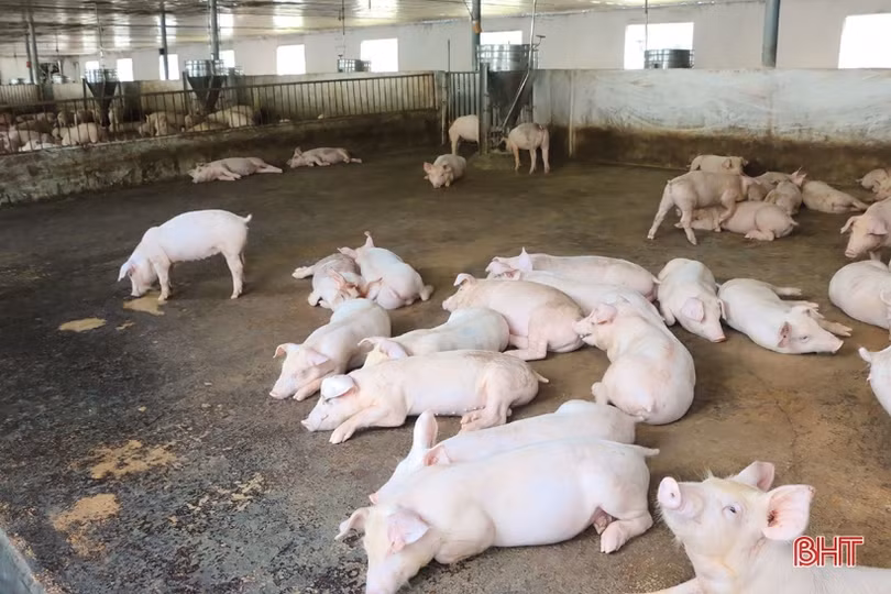 “Lợi ích kép” từ chăn nuôi trang trại ở Vũ Quang