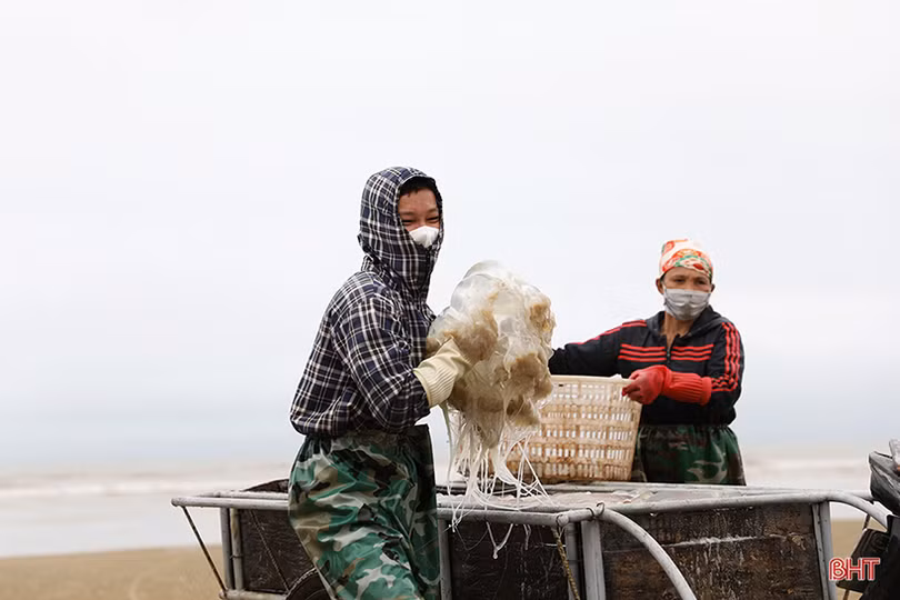 Mất mùa sứa chưa từng có ở xã ven biển phía Nam Hà Tĩnh