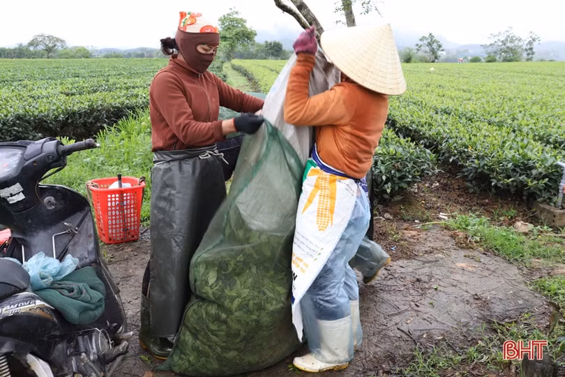 Giá chè búp tăng, người dân Hương Sơn phấn khởi thu hoạch