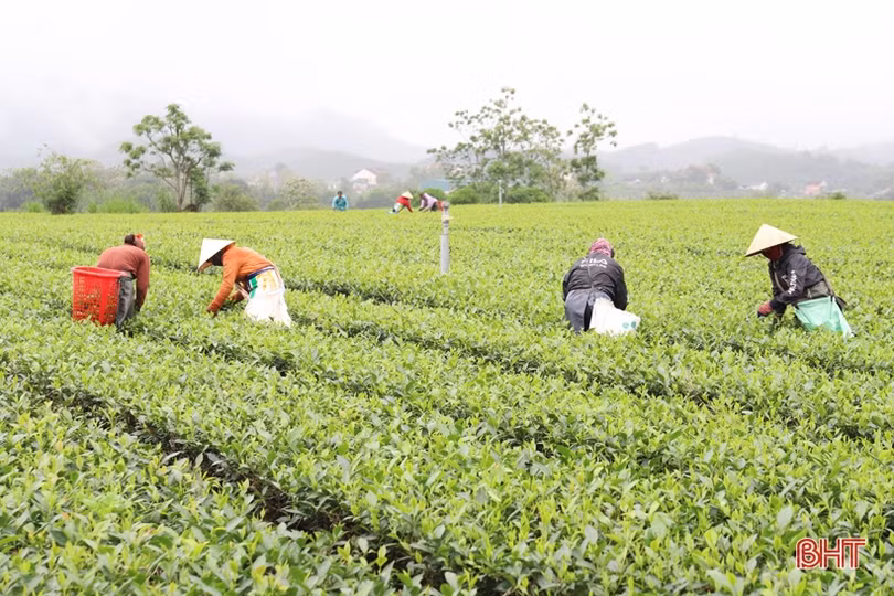 Giá chè búp tăng, người dân Hương Sơn phấn khởi thu hoạch