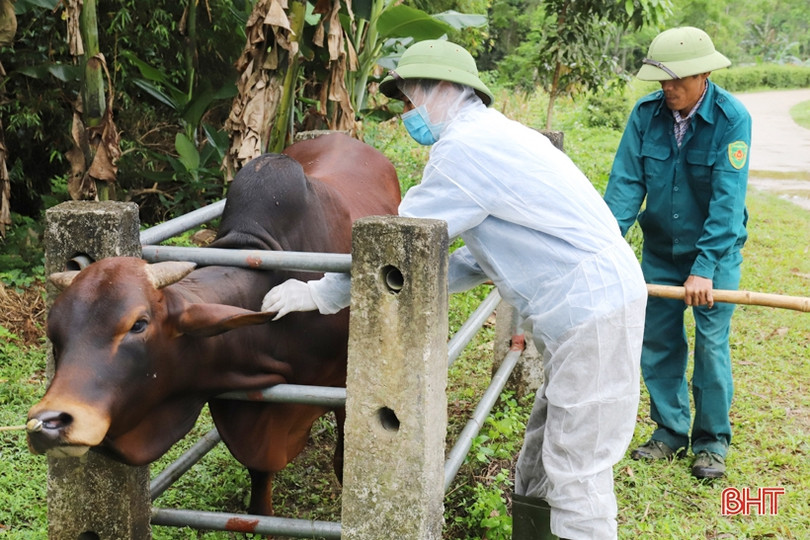 Các địa phương ở Hà Tĩnh tăng cường tiêm phòng đợt 1 cho đàn gia súc, gia cầm