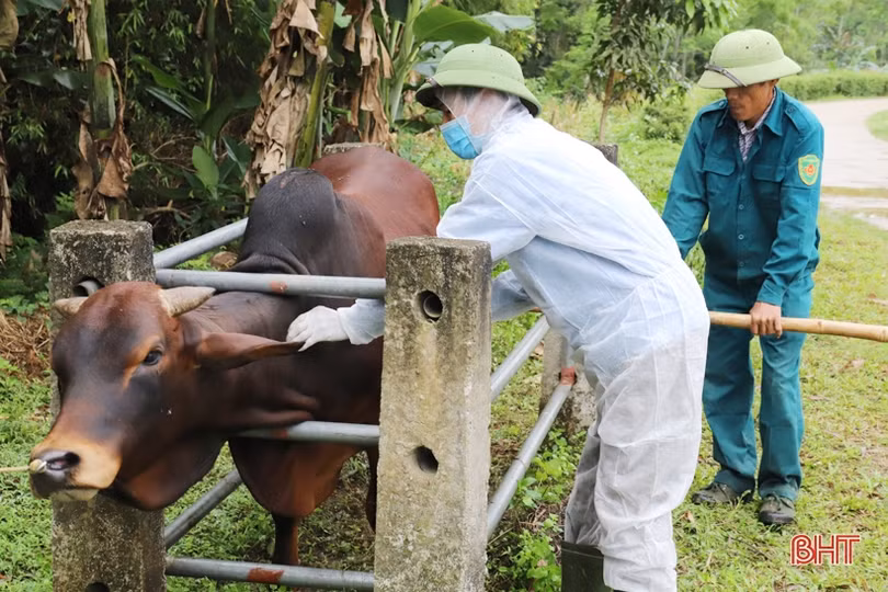 Các địa phương ở Hà Tĩnh tăng cường tiêm phòng đợt 1 cho đàn gia súc, gia cầm