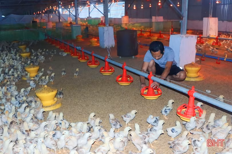 “Lợi ích kép” từ chăn nuôi trang trại ở Vũ Quang