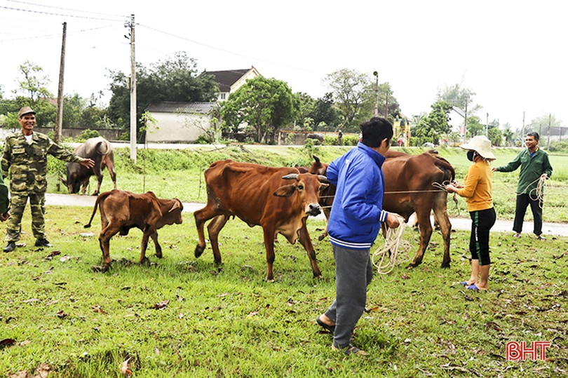 Các địa phương ở Hà Tĩnh tăng cường tiêm phòng đợt 1 cho đàn gia súc, gia cầm