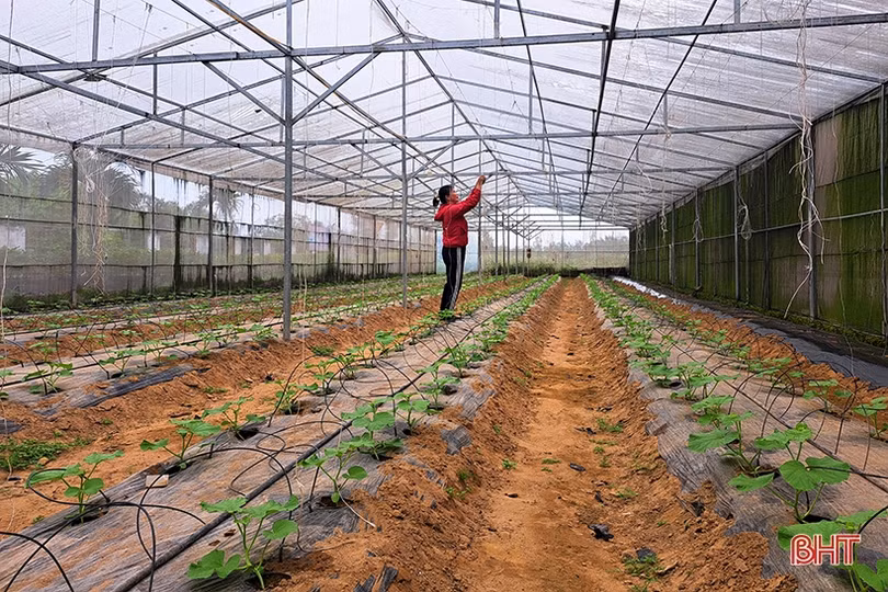 Nữ giám đốc hợp tác xã năng động, làm kinh tế giỏi