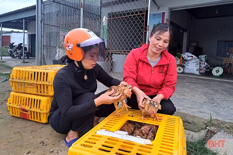 Nữ giám đốc hợp tác xã năng động, làm kinh tế giỏi