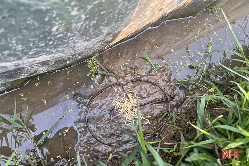 Nông dân Hà Tĩnh đau đầu xử lý nạn chuột cắn phá lúa xuân