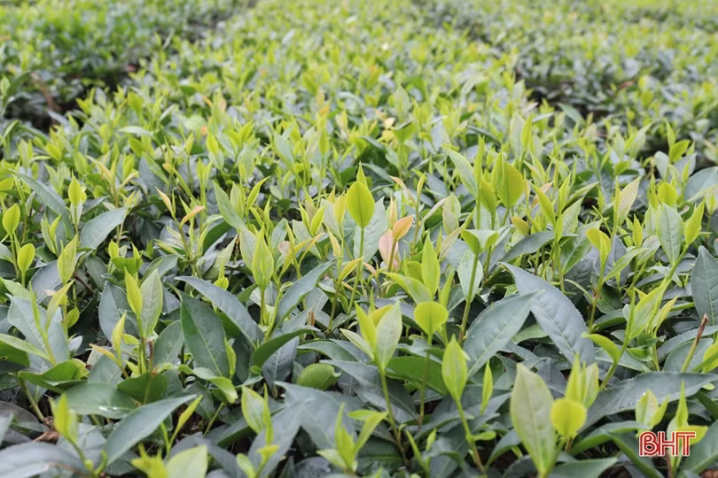 Giá chè búp tăng, người dân Hương Sơn phấn khởi thu hoạch