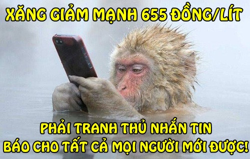 anh che gia xang giam manh 655 dong