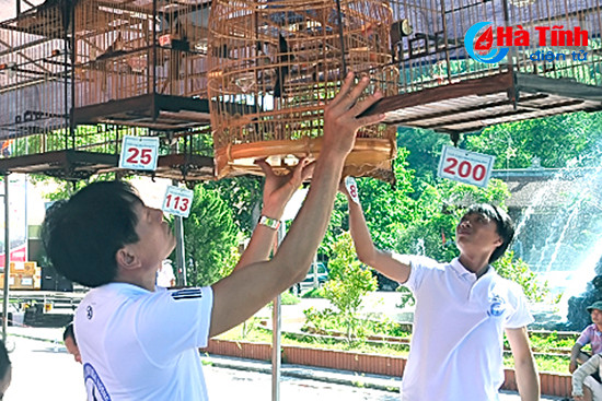 chim chao mao dau hot tren pho nui huong son