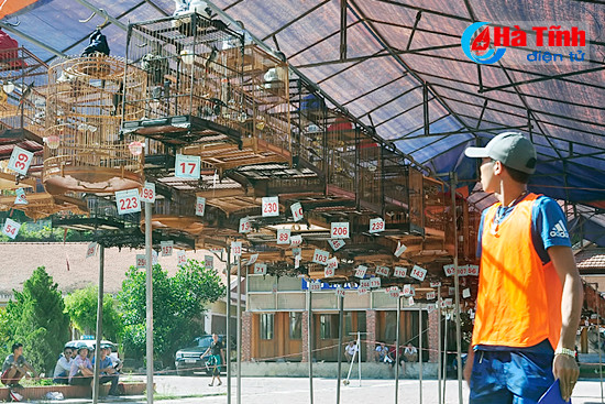 chim chao mao dau hot tren pho nui huong son