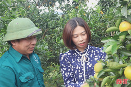 Đặc sản cam giòn Đồng Lộc vào mùa thu hoạch