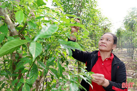 Cây đẻn dược liệu - hướng đi mới trong phát triển kinh tế ở Trường Lưu