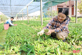 Nông dân Yên Hòa thu nhập khá nhờ trồng cây ngò gai