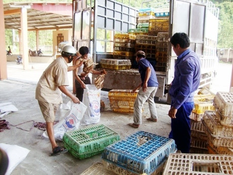 Ngăn chặn gia cầm không rõ nguồn gốc ngay tại bến xe, bến tàu ảnh 1