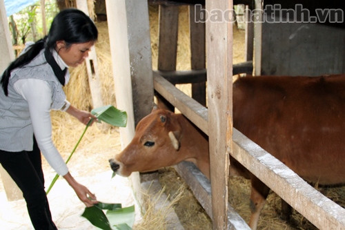 Dịch bệnh gia súc phát sinh từ... chủ quan, lơ là! ảnh 1