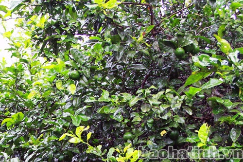 Chanh Đức Lạng được mùa, trúng giá ảnh 1 Chanh Đức Lạng được mùa, trúng giá ảnh 1