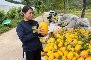 Dưa lưới chín vàng, nông dân phấn khởi thu hoạch